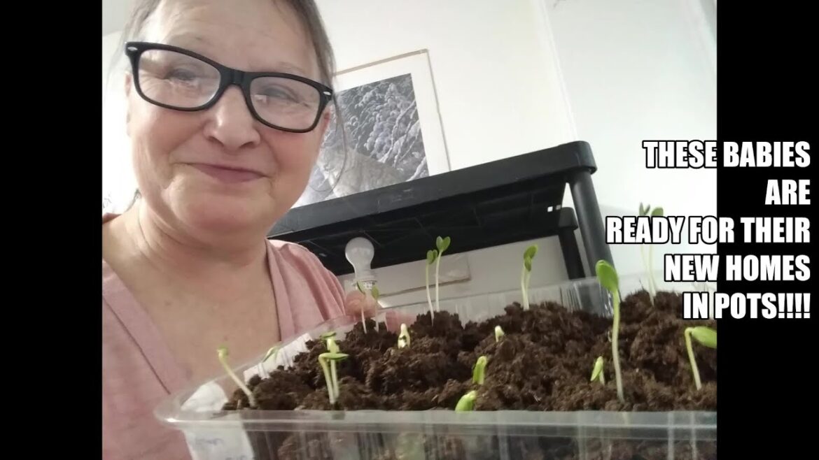 March 5 Container Garden Starts Update March 5 Container Garden Starts Update