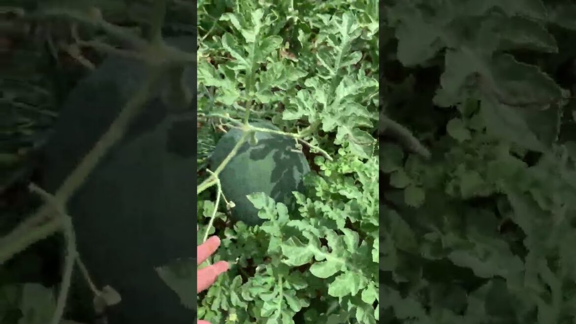 Watermelon Patch Shorts #kitchengarden  Nain Garden