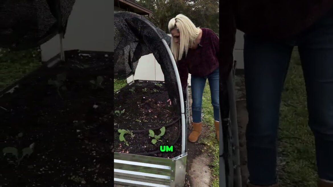 Thriving Edible Garden Beds & Unique Florida Vegetables! #diy #gardening #garden