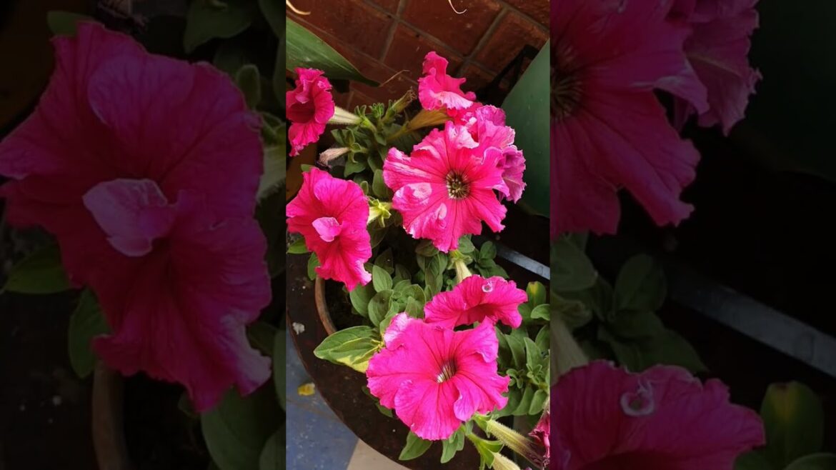 Petunia|पेटूनिआ |Petunia flower  25 February 2024