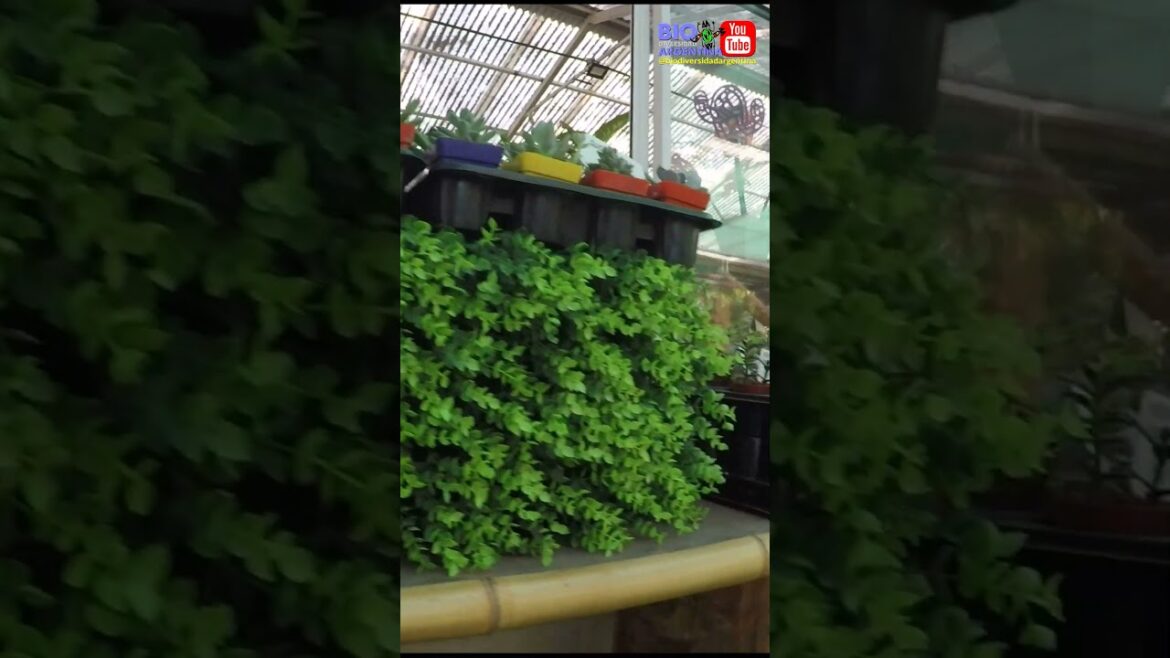 JARDIN JAPONES - VIVERO - JAPANESE GARDEN BUENOS AIRES #japanese #garden #japaneseculture