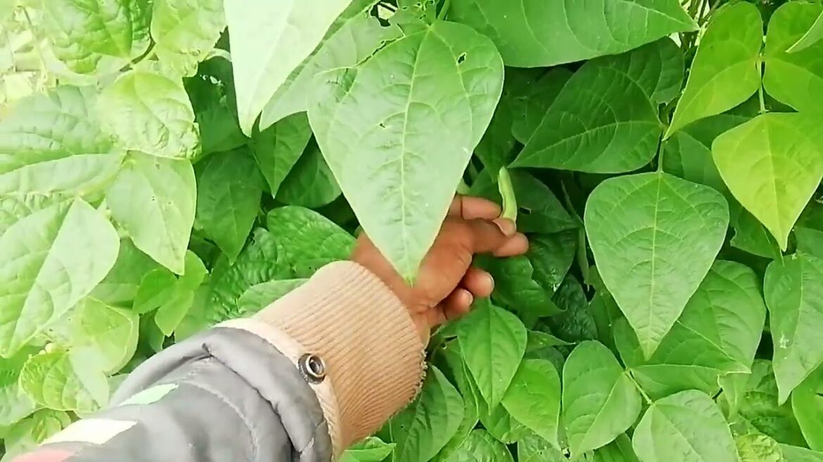 Free Vegetable Gardening Examples, Garden Update! Grwowing Greens! Free Vegetable Gardening Examples, Garden Update! Grwowing Greens!