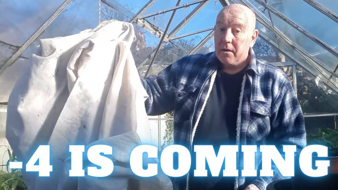 Minus 4 Is Coming [Gardening Allotment UK] [Grow Vegetables At Home ]