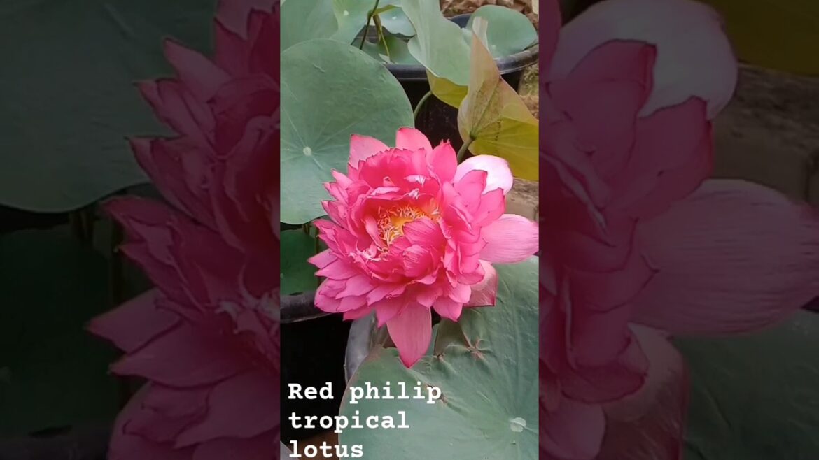 @meenootty, s garden #shortsfeed #flowers #gardening #trends