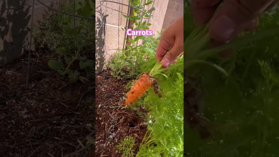 Carrots | Garden Harvest | Gardening