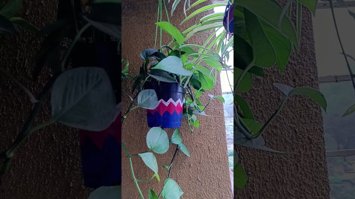 Tips For Plant Care|Best Hanging permanent plants #viral #shorts #gardeningtips #plants #shortvideo Tips For Plant Care|Best Hanging permanent plants #viral #shorts #gardeningtips #plants #shortvideo