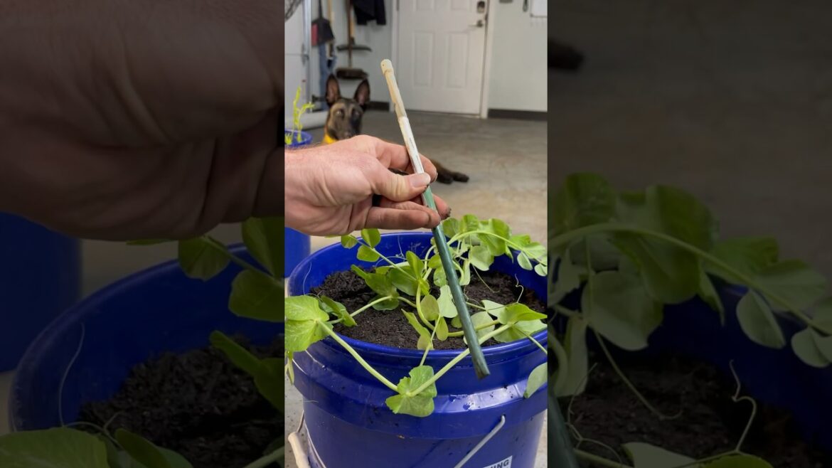 Transplanting Sugar Snap Peas into their Spring Container! #homestead #containergardening #peas Transplanting Sugar Snap Peas into their Spring Container! #homestead #containergardening #peas