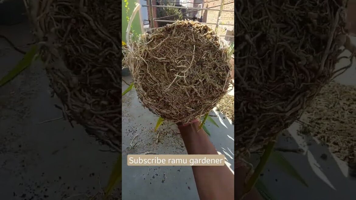 SpiderLily plant care #garden #nature #relaxing #hobby #gardening #terracegarden #gaon #kisan #viral