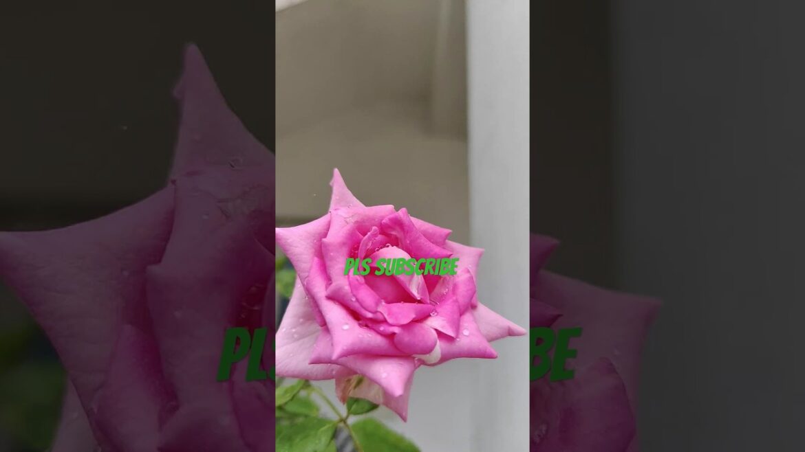 My Garden Rose🌹 #reels #trending #gardening #youtubeshorts #garden #trend #plants #india