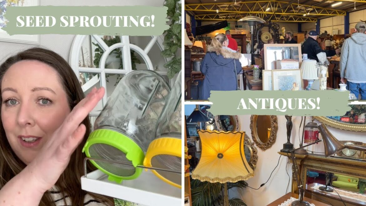 Antique shopping, seed sprouting and spring colour in the garden! Antique shopping, seed sprouting and spring colour in the garden!
