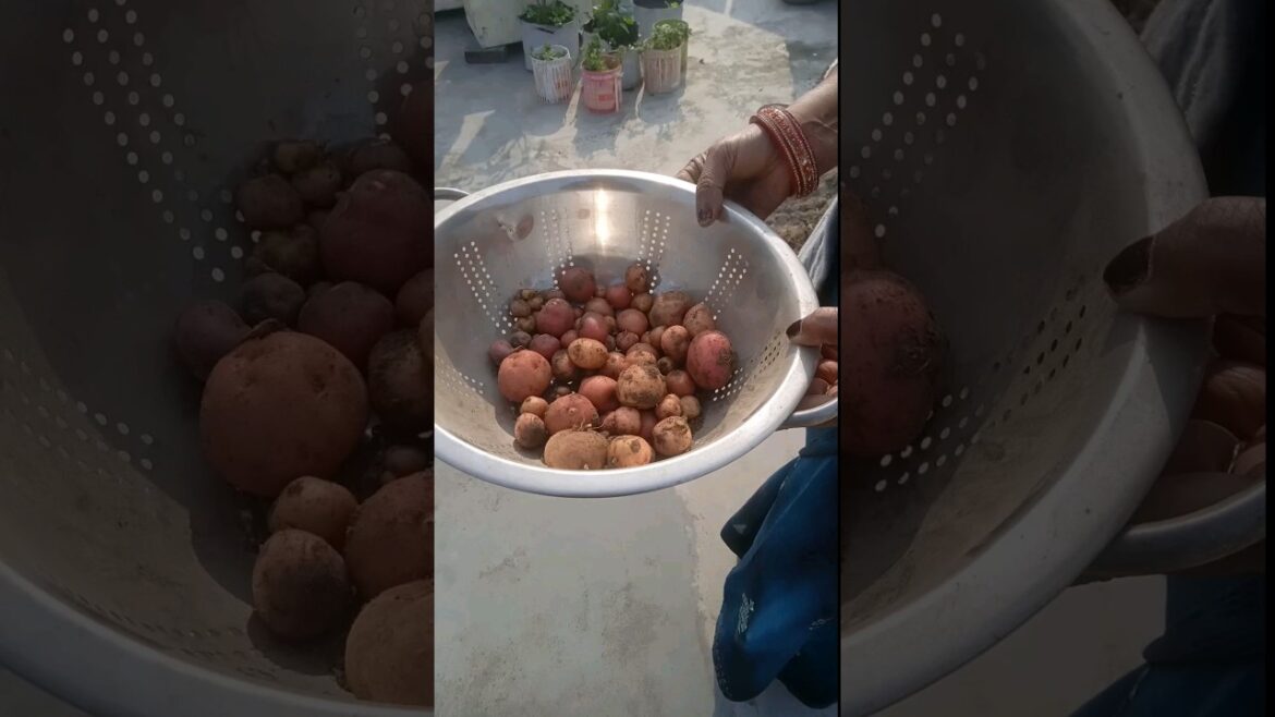 Harvesting Vegetables #shorts #youtubeshorts #terrace #gardening Harvesting Vegetables #shorts #youtubeshorts #terrace #gardening
