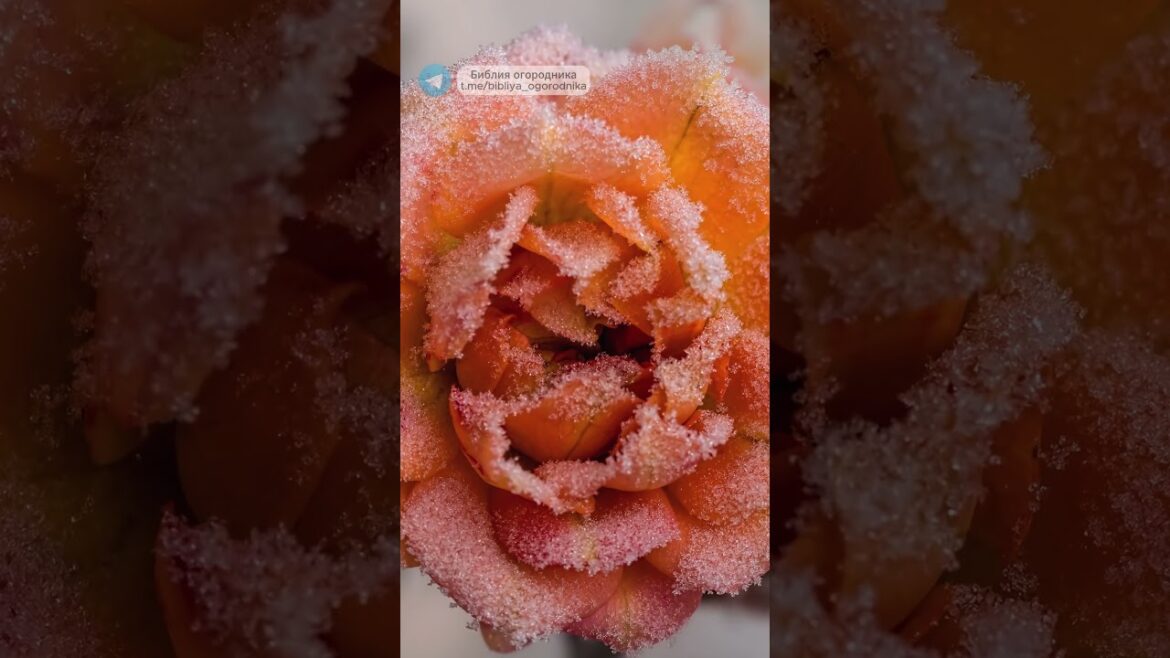 Садовые тренды 2024: Новые растения и стили для вашего сада #садоводство #садовыерастения #садогород