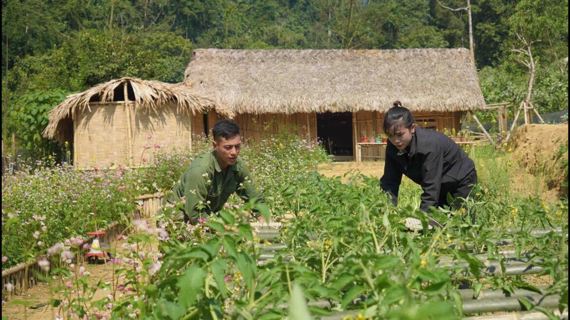 Gardening, Caring for Tomatoes, Cooking Traditional Moss Soup, Mountain Life | EP. 29