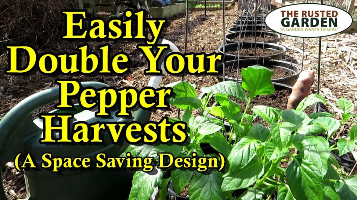 Gary Pilarchik: Double Your Pepper Harvests with this Simple Garden Bed Design: More Peppers & Less Resources! Double Your Pepper Harvests with this Simple Garden Bed Design: More Peppers & Less Resources!