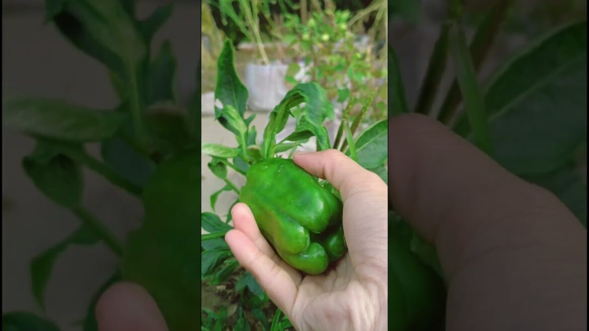 Capsicum 🫑 Harvesting #youtubeshorts #terracegarden #capsicum #gardening #shorts