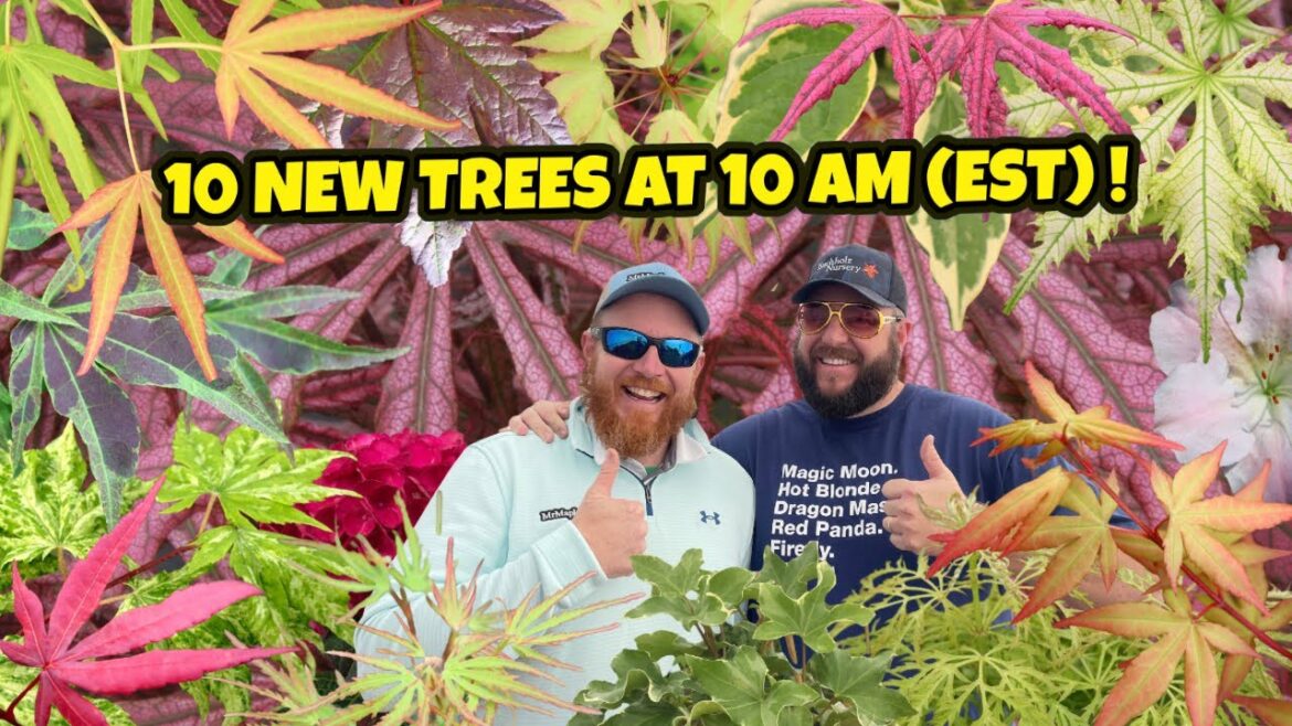 The Leaping 10 New Trees at 10AM (EST) | Japanese Maples for Your Garden Design The Leaping 10 New Trees at 10AM (EST) | Japanese Maples for Your Garden Design