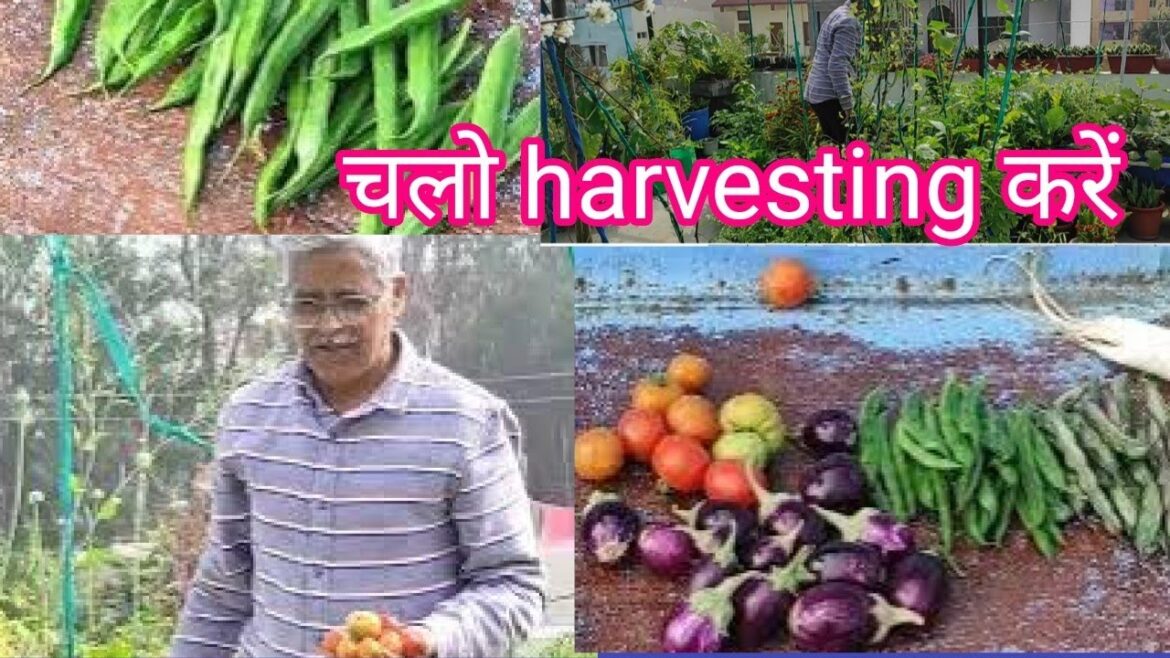 harvesting of winter vegetables and terrace gardening tips for beginners