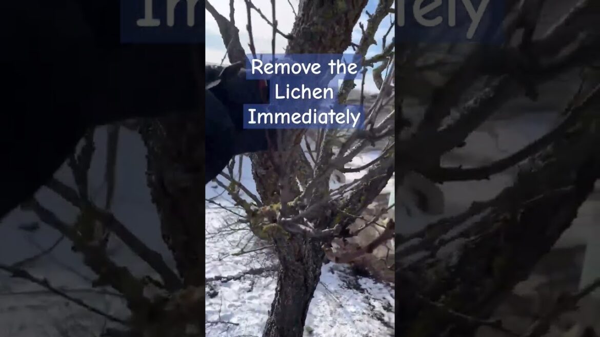 Garden Remove the Lichen Immediately #sots #gardening #respect #tools