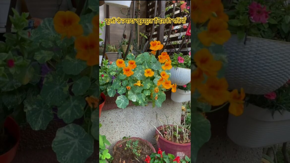 Edible flower nasturtium #gardeningaesthetics #plants #springflowers Edible flower nasturtium #gardeningaesthetics #plants #springflowers
