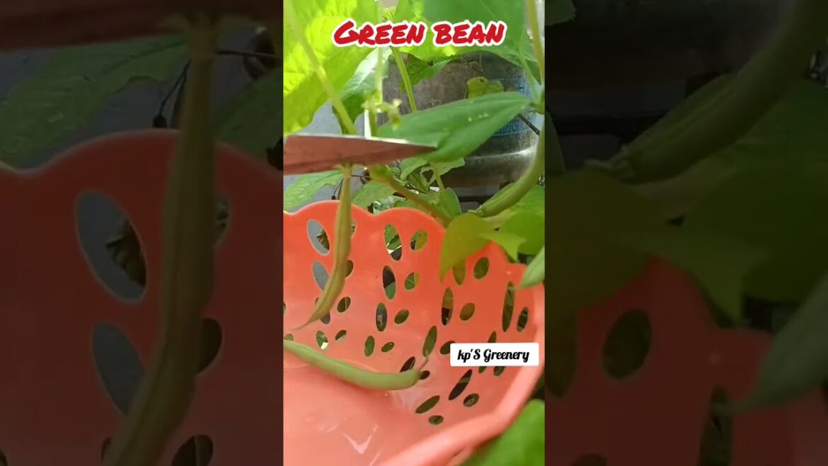 Harvest of green beans#greenbeans#green#harvest#greenery#garden#nature#plants#shorts#reels#status#kp