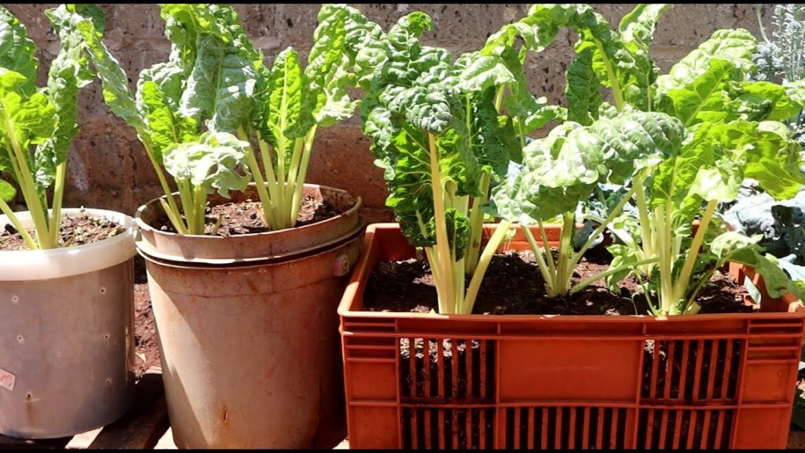 How To Grow Spinach At Home in Plastic Crates| Container Garden How To Grow Spinach At Home in Plastic Crates| Container Garden