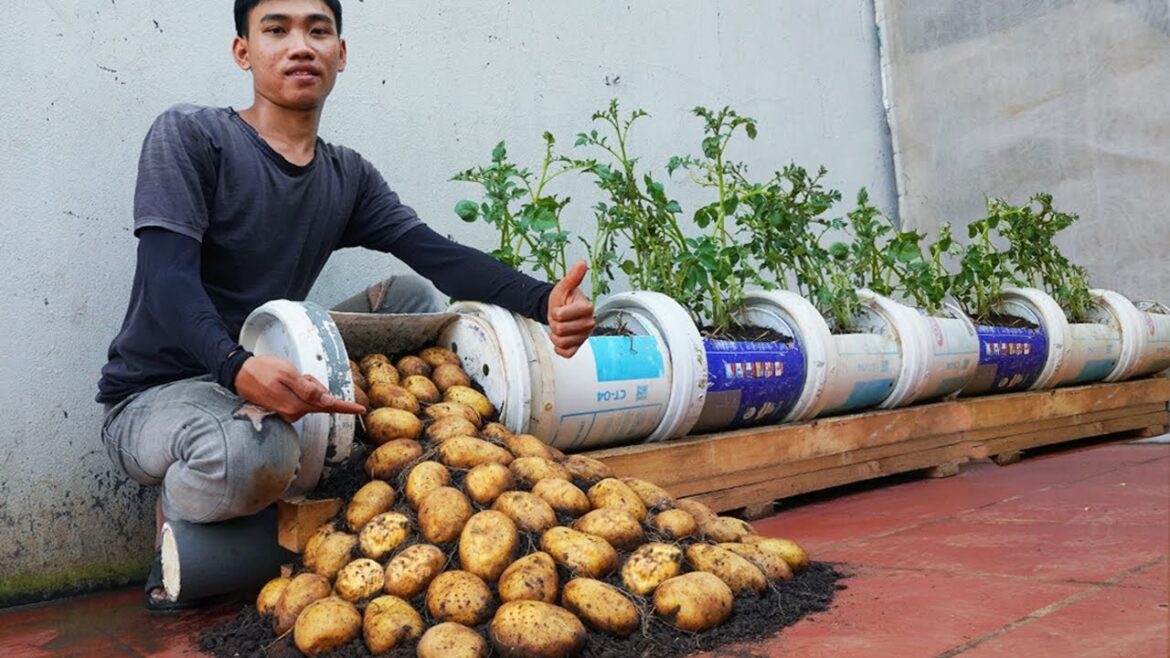 I didn’t expect that growing potatoes in old paint container would yield so many tubers I didn't expect that growing potatoes in old paint container would yield so many tubers
