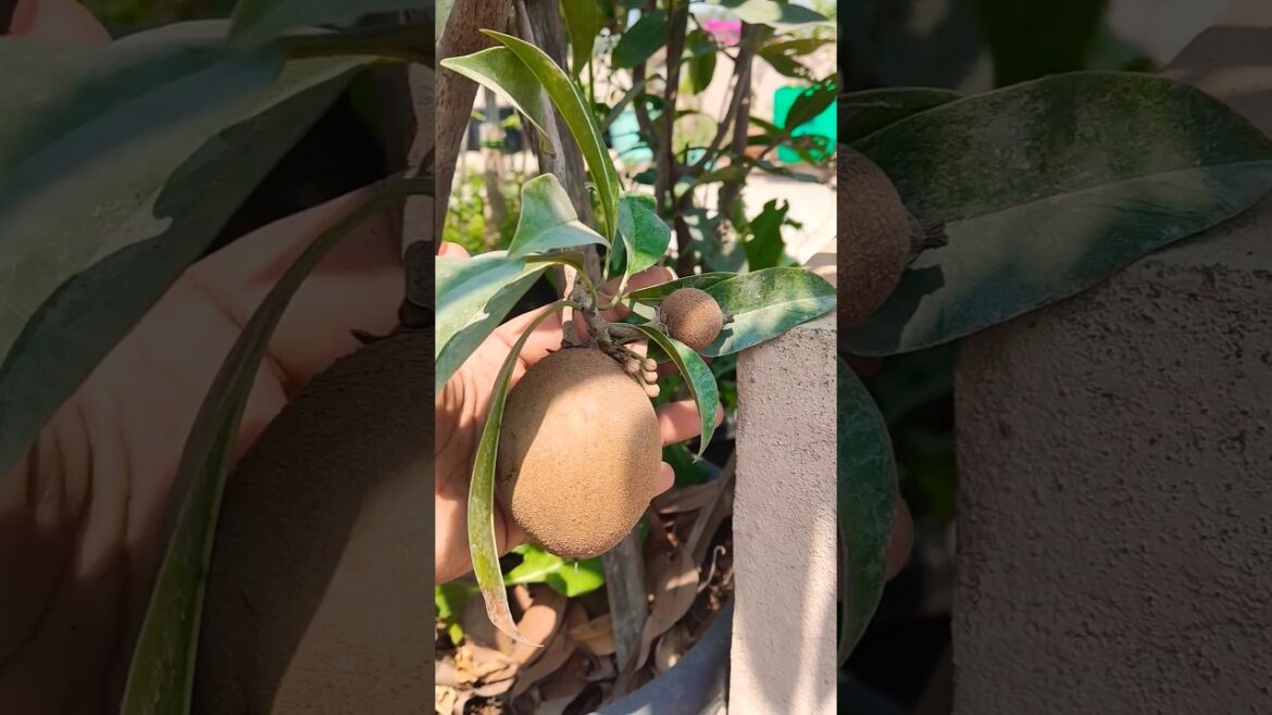 Sapota in small pot#gardening #harvesting #sapota #homegarden #Sapotas overloaded