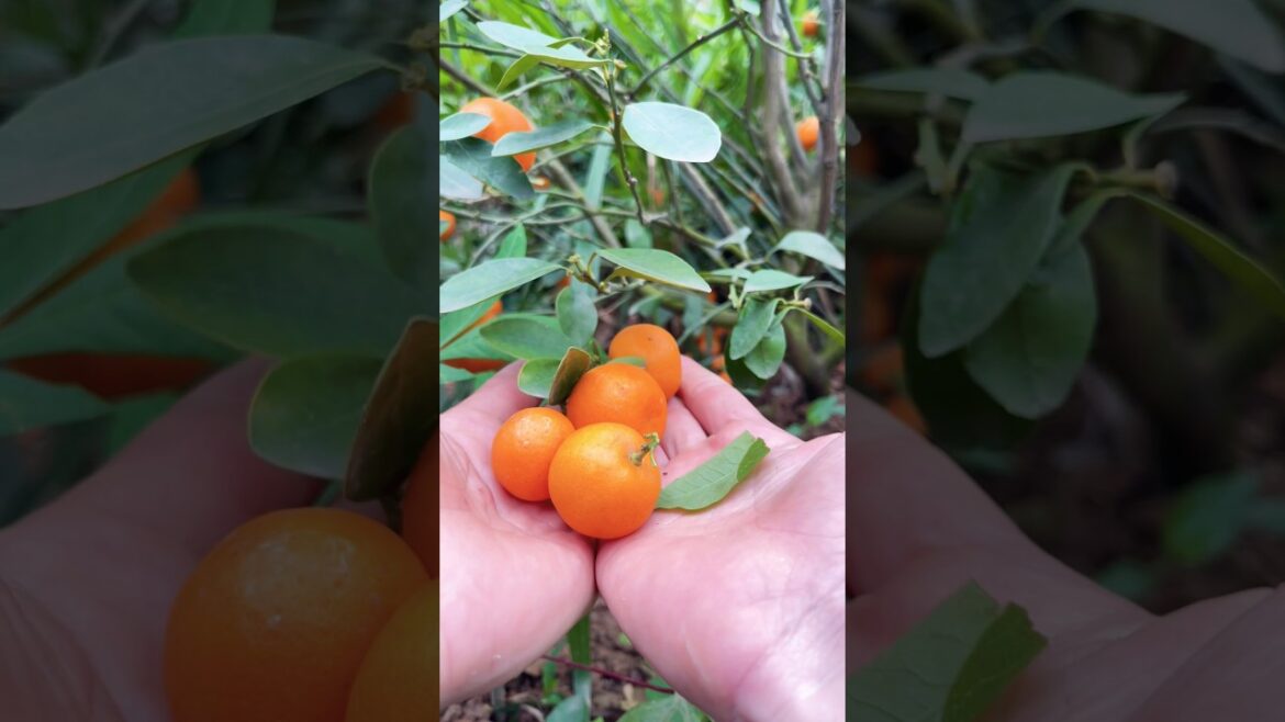 Cutting cute fruits at the farm#trending #cutting #fruit #amazing #farm