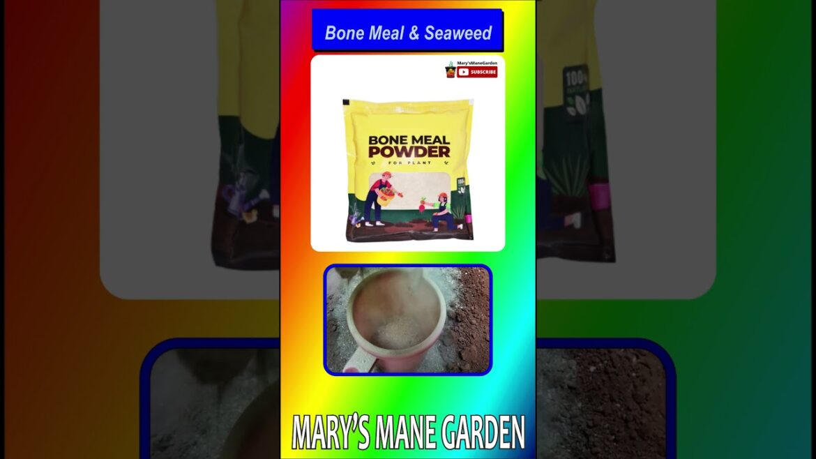 1 ತಿಂಗಳಿಗೊಮ್ಮೆ ಕೊಟ್ಟರೆ ಗಿಡ ಬಲಿಷ್ಠ ಬೇರು-ಕಾಂಡ ಪಡೆಯುವುದು#marysmanegarden  #organic #gardener #gardening