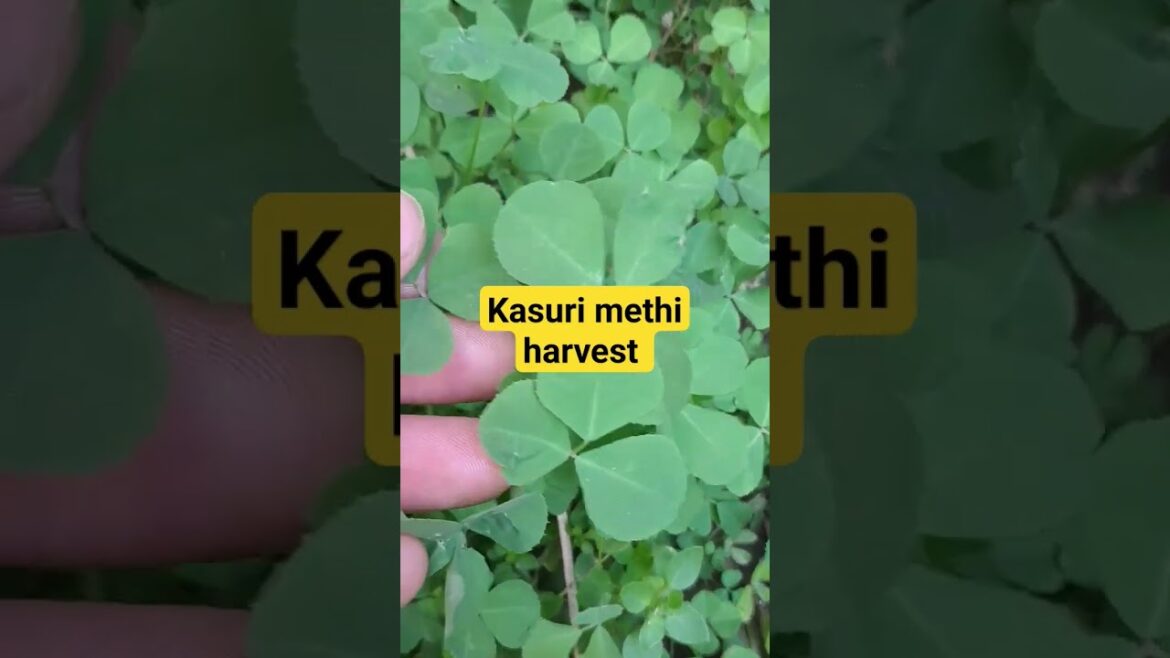 organic vegetable harvest.   #vegetablegardening #vegetables #vegetableharvesting #harvest