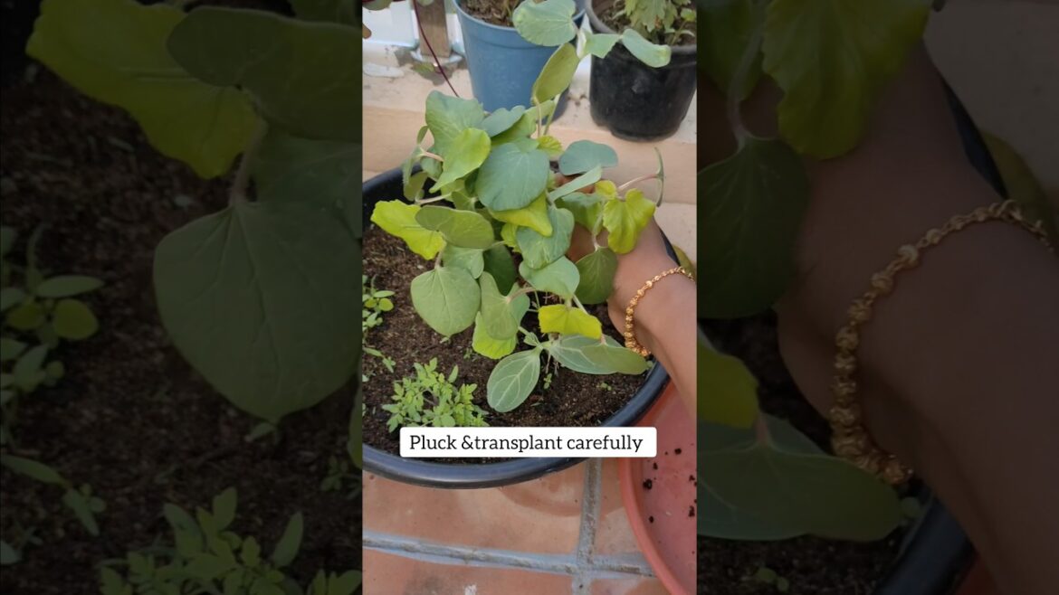 Day 30 Planting Okra seedlings🌱#gardeningtips #gardening #plants #containergardening #shortsvideo