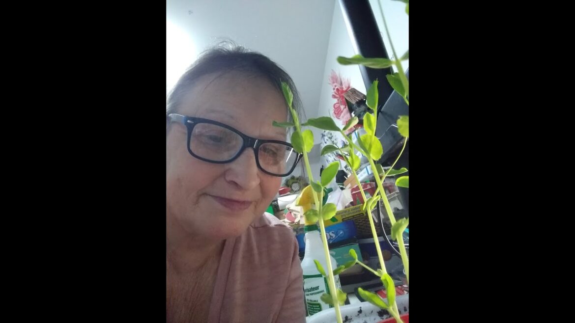 My 2024 Container Garden Journey Start Seeds