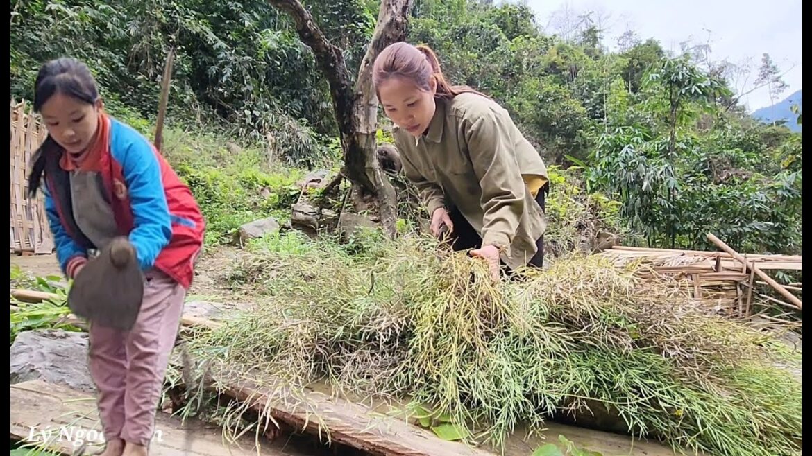 Poor girl, Hằng mother in vegetable gardening and find a source of drinking water