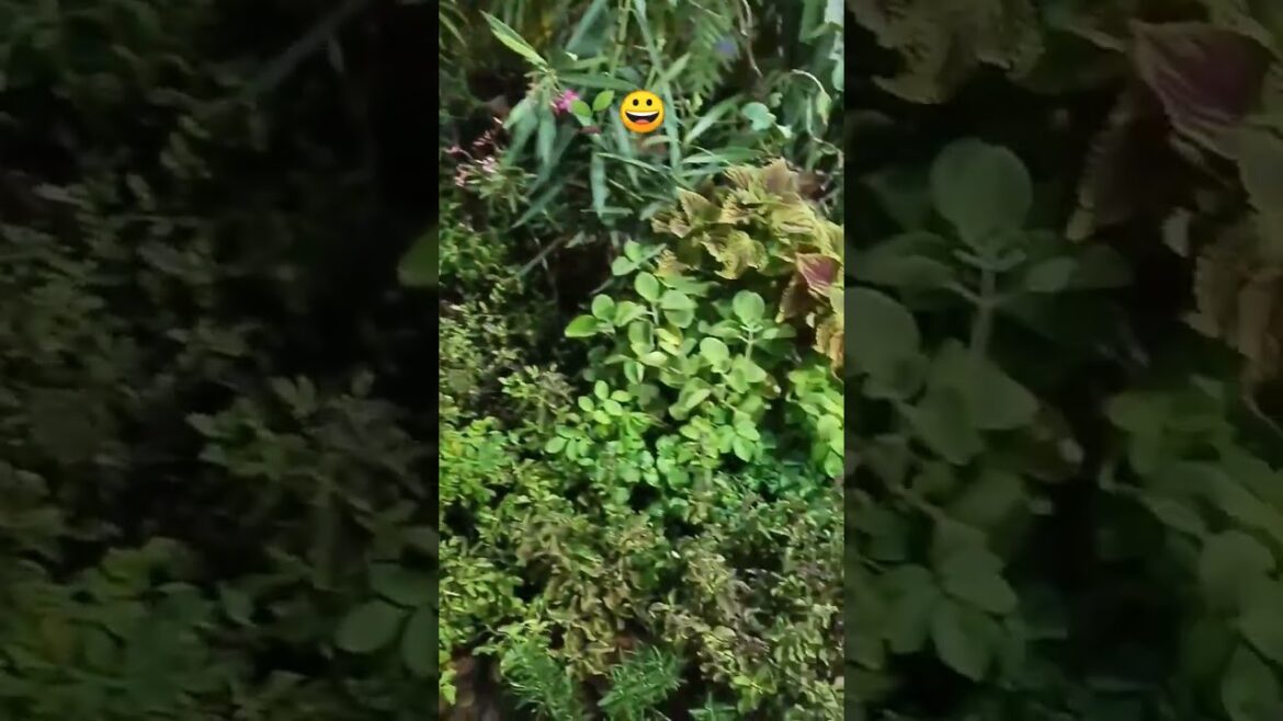 terrace garden overview part 9|bougainvillea flowers blooming|summer gardening #gardening #shorts 🌱😀