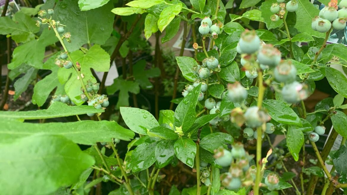 Growing,vegetables,fruit trees,Avocado in the pot in the Backyard garden  March 9,2024