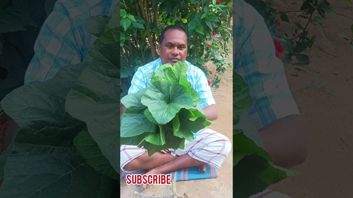 kuddu ki patte ki sabji#shortsvideo kuddu ki patte ki sabji#shortsvideo