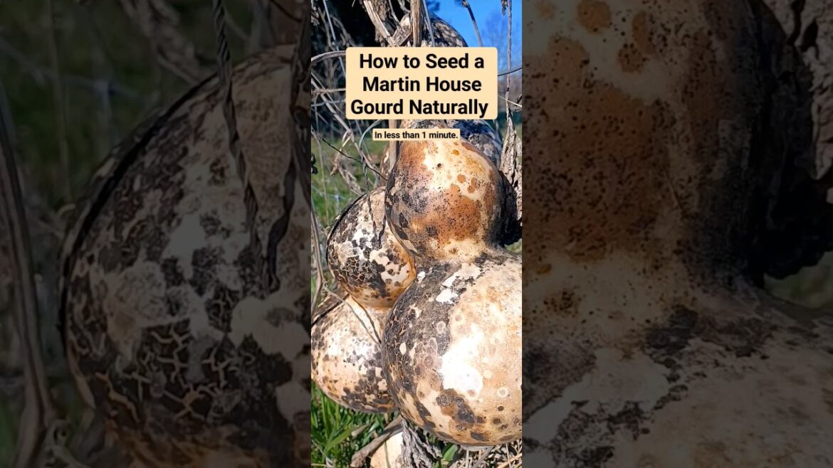How to seed a Martin House Gourd Naturally | Arkansas Gardening