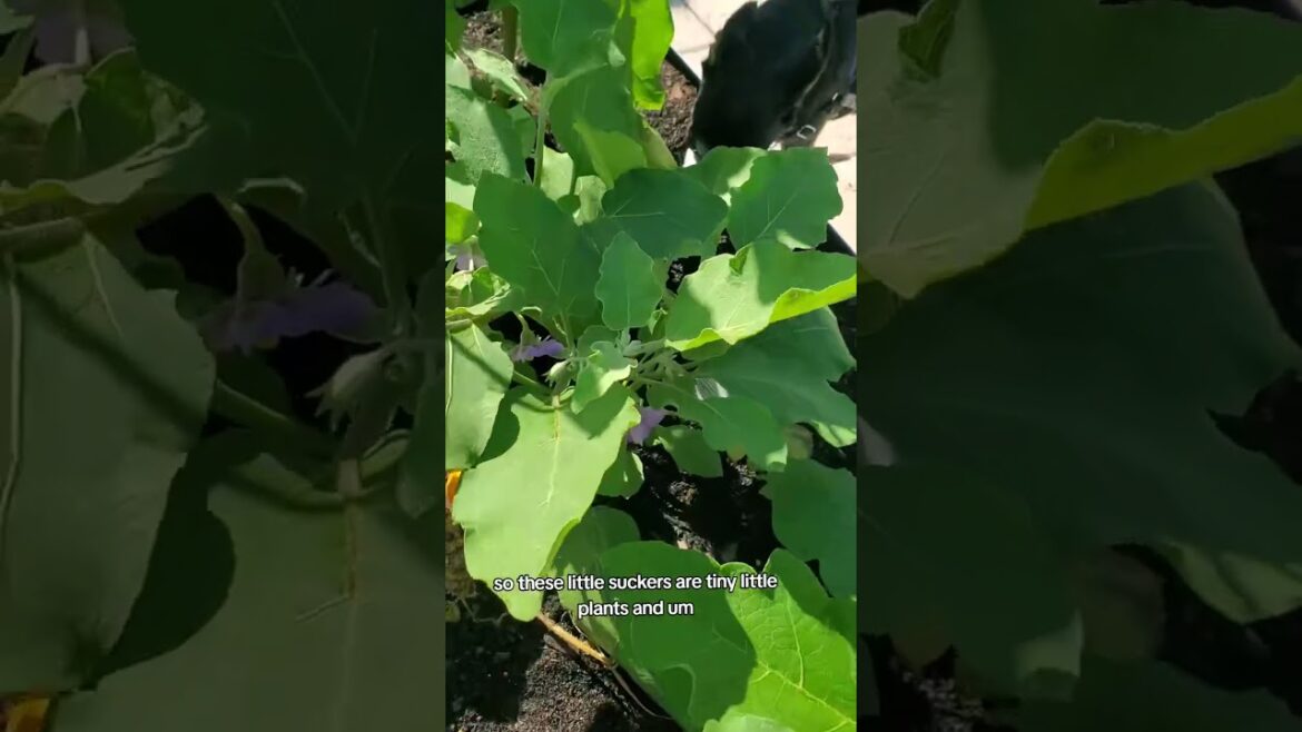 🌴 Backyard gardening in downtown Bonita Springs Florida