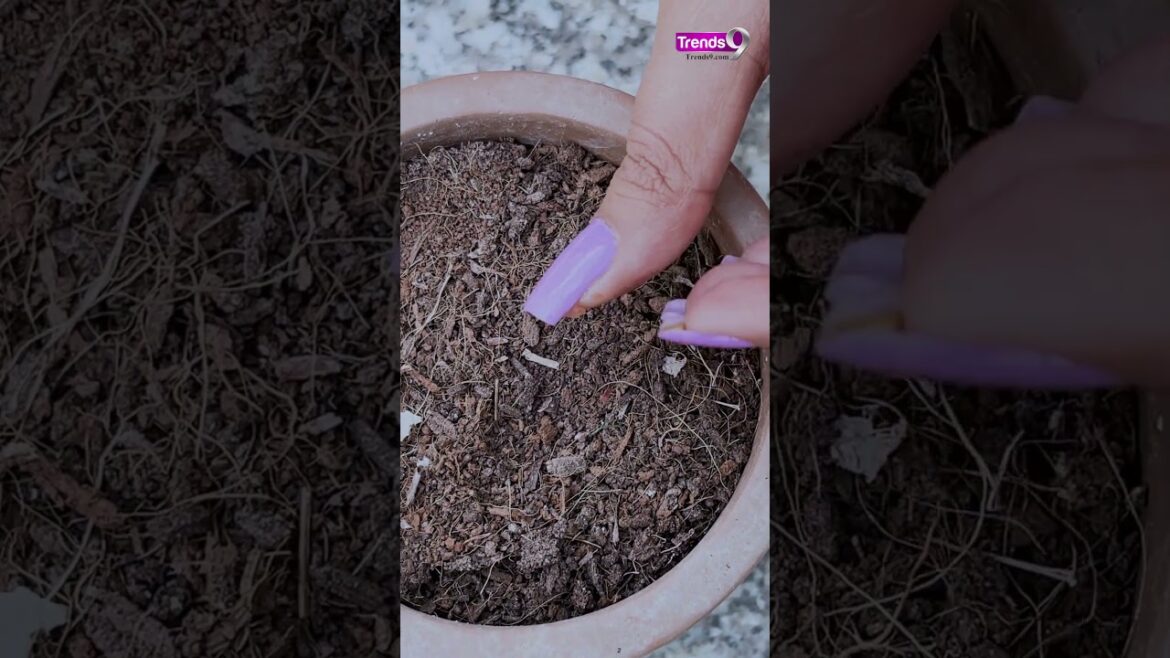 Kitchen Garden Hacks: Grow Perfect Tomatoes in 5 Easy Steps