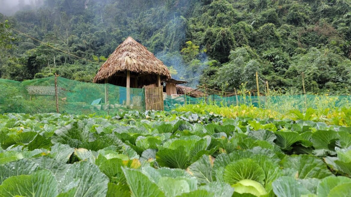 Full video: 60 days of vegetable gardening, care, fertilization, waiting for harvest