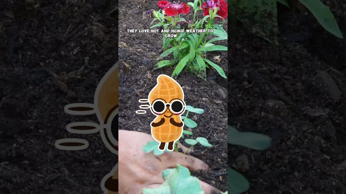 Grow Peanuts in Your Garden: Easy Guide! 🥜🌱 #Shorts