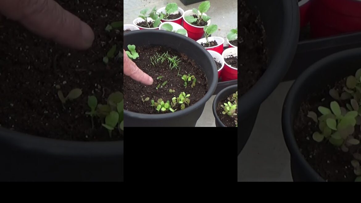 Container gardening for beginners Container gardening for beginners