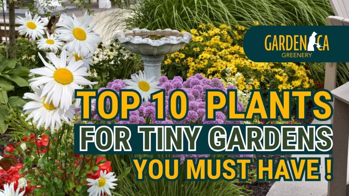 TOP 10 MUST-GROW PLANTS for TINY GARDENS! π± π‘πΏ // Garden Answer TOP 10 MUST-GROW PLANTS for TINY GARDENS! π± π‘πΏ // Garden Answer