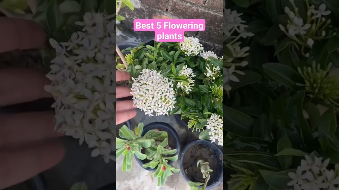 Best 5 Flowering plants #gardening @PrakritiGhar #shorts