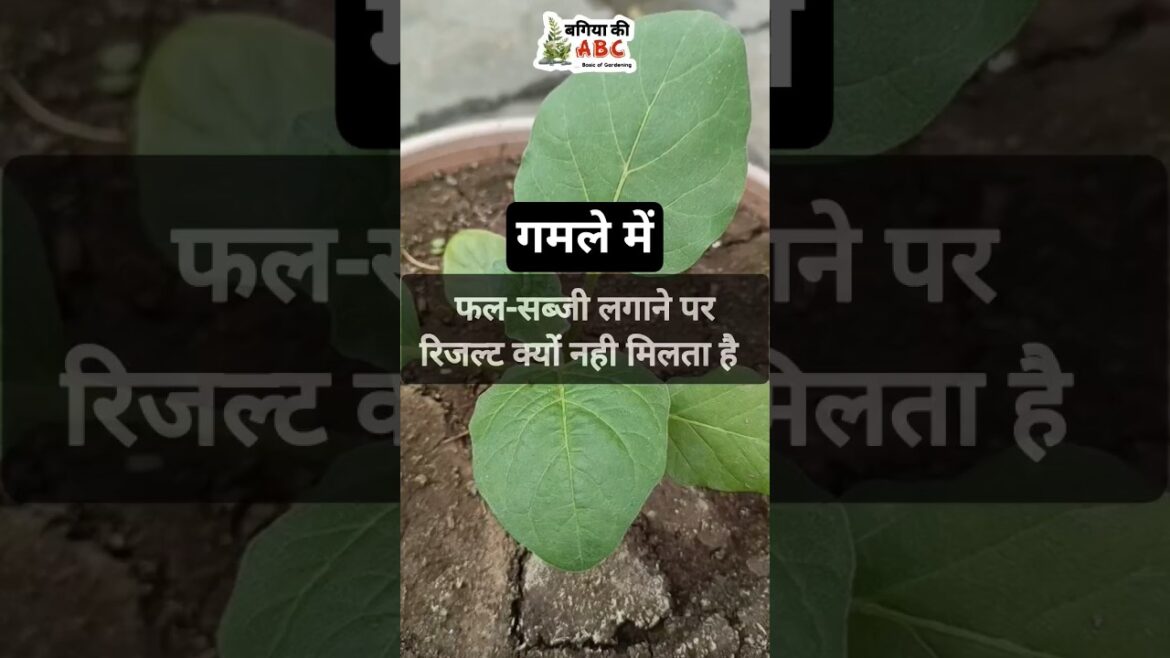 Challenges in container gardening #youtubeshorts