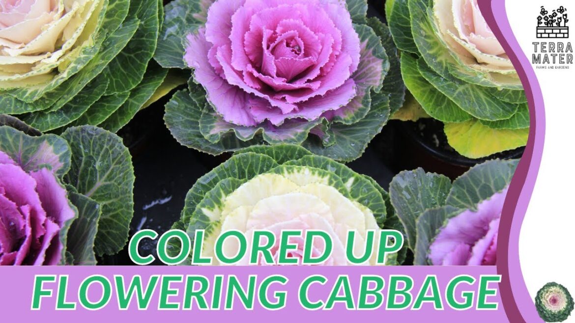 Exploring COLORED UP FLOWERING CABBAGE in 2 Minutes | (Brassica oleracea) Exploring COLORED UP FLOWERING CABBAGE in 2 Minutes | (Brassica oleracea)