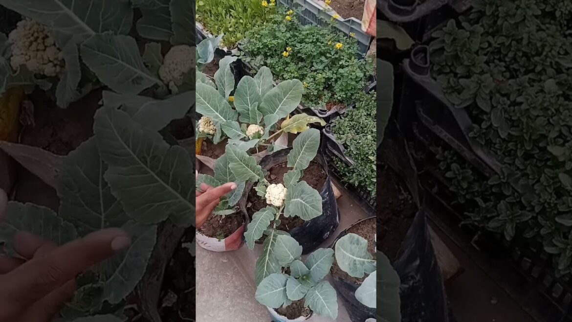 Secrets to Growing Healthy Vegetable Plants Secrets to Growing Healthy Vegetable Plants