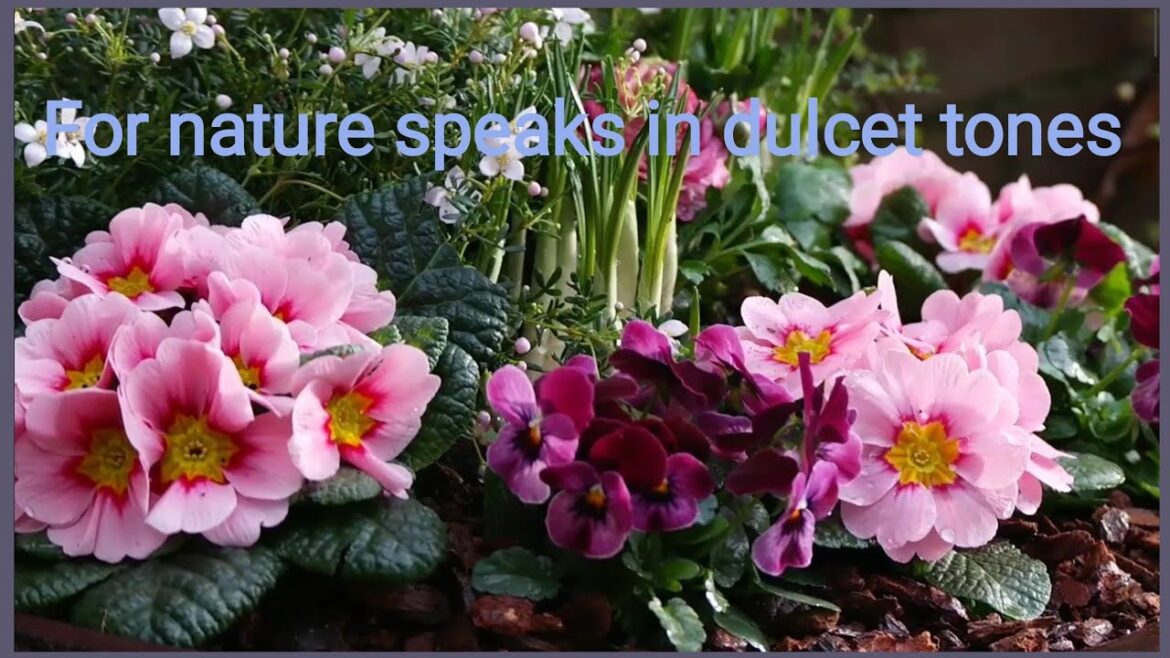 For Nature Speaks in Dulcet Tones / Moving Forward in the Gardening Season / Flower Combinations For Nature Speaks in Dulcet Tones / Moving Forward in the Gardening Season / Flower Combinations