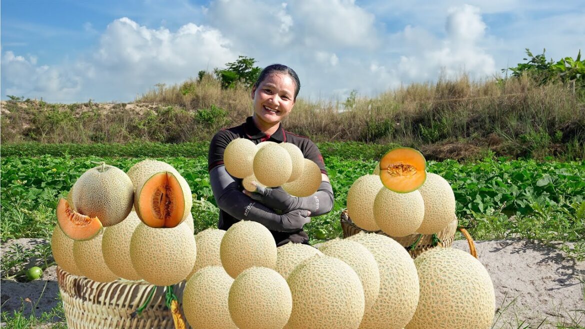 Harvest Cucumis Melo Go to Market Sell – Vegetable gardening – Build Farms | Cá Thị Ly Daily Life Harvest Cucumis Melo Go to Market Sell - Vegetable gardening - Build Farms | Cá Thị Ly Daily Life