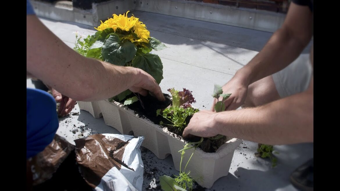 Urban gardening and sustainable living